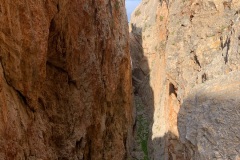 Σχιζόμενες