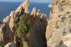 Σχιζόμενες