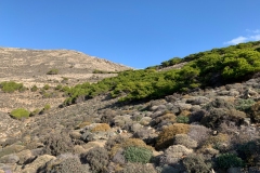 Το-πευκόδασος-του-Αμερικάνου